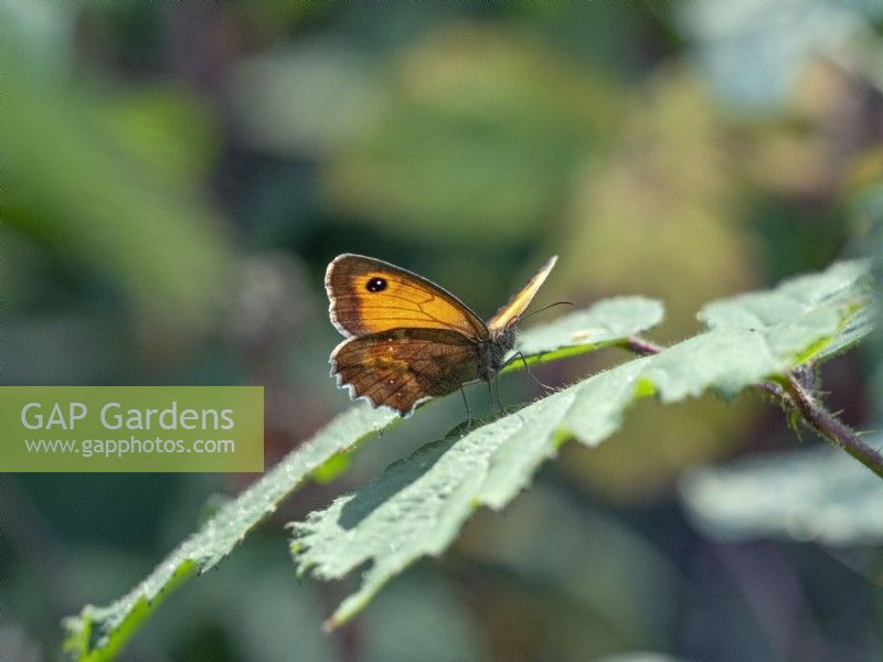 Gatekeeper Butterfly Pyronia tithonus basking in sunshine on a leaf