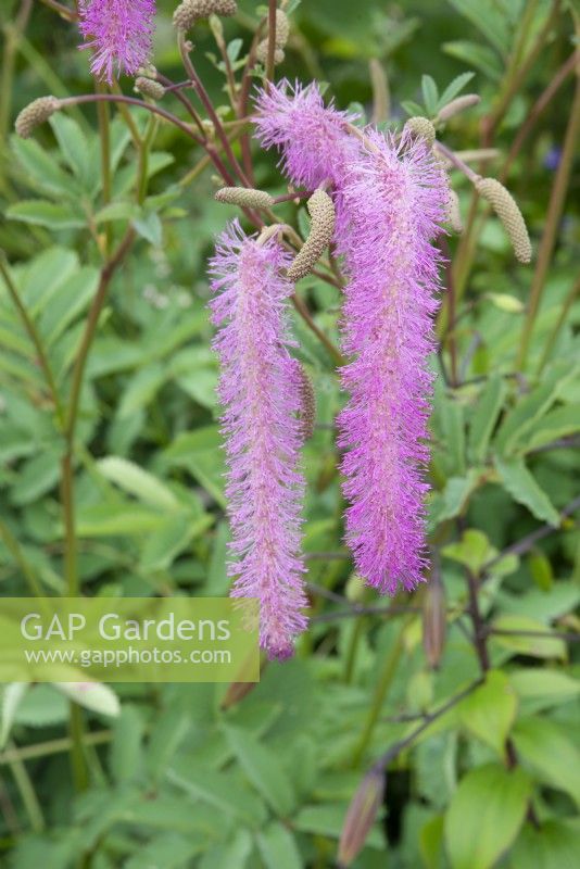 Sanguisorba hakusanensis 'Lilac Squirrel'