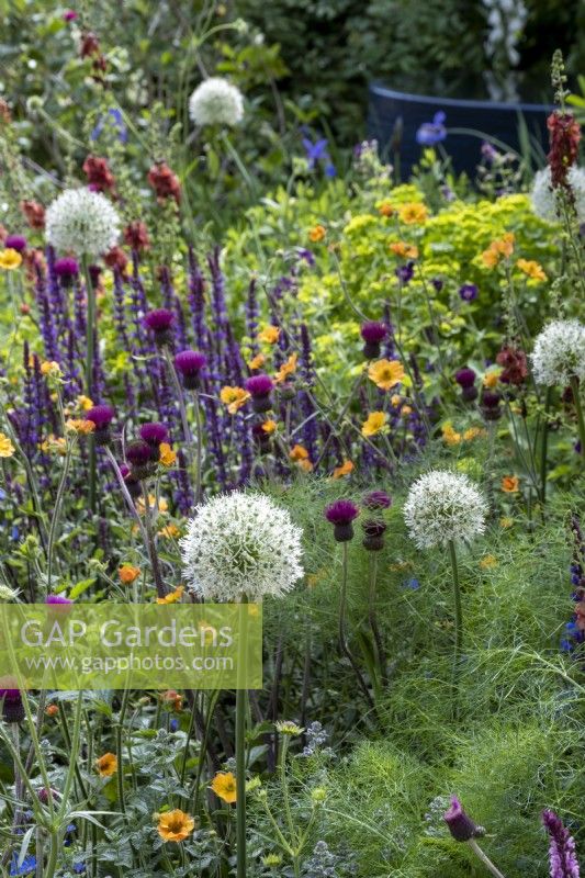 Herbaceous perennial border designed with pollinators in mind, plants include Allium 'Mount Everest', Cirsium, Salvias and Verbascum