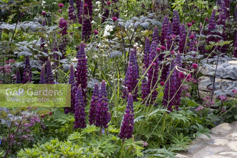 Purple Lupinus 'Masterpiece' in an early summer border with Cirsium atropurpureum