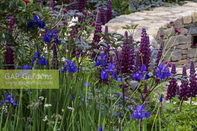 Purple Lupinus 'Masterpiece' in an early summer border with blue Iris sibirica