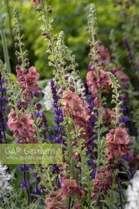 Herbaceous perennial border designed with pollinators in mind, plants include Verbascum 'Petra' and Salvia 'Mainacht'