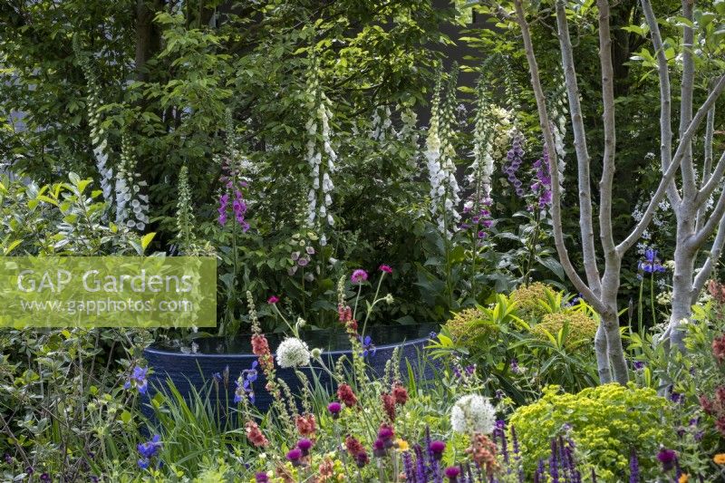 Herbacious perennial planting around quiet pool in large container, designed with pollinators in mind, plants include Foxgloves, Allium 'Mount Everest' and Verbascums