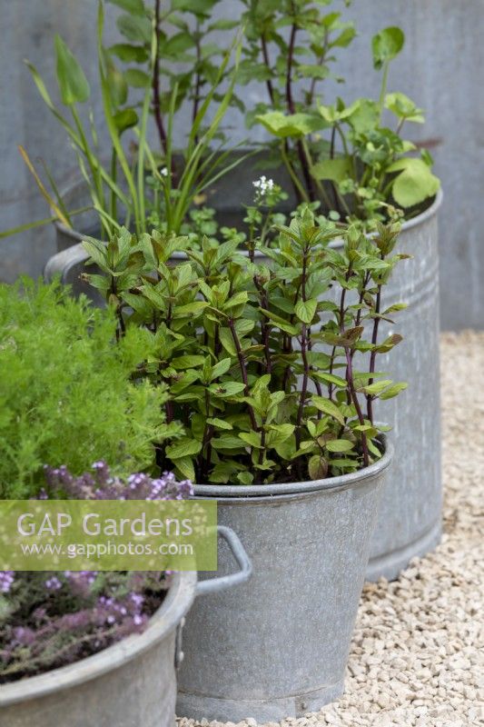 Herbs growing in recycled tin bucket containers