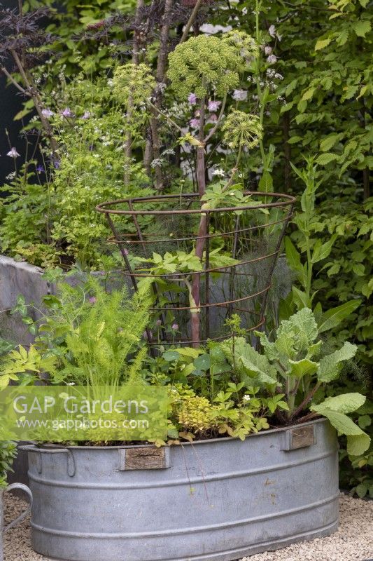 Edible plants growing in recycled tin container trough