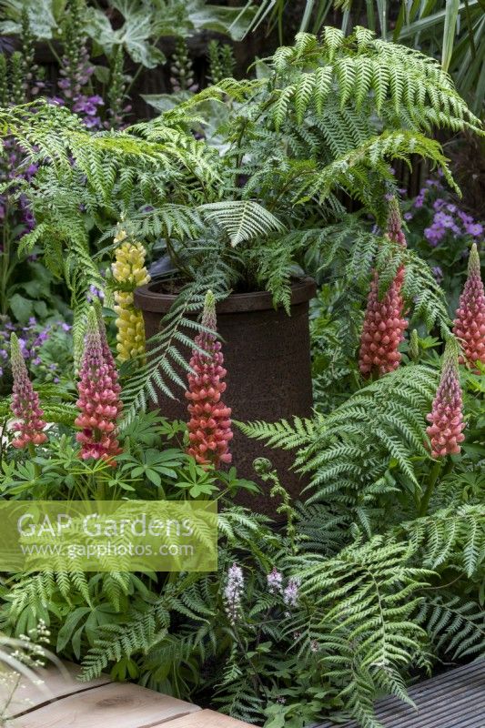 Lupins growing amongst Dicksonia antartica in exotic fern garden