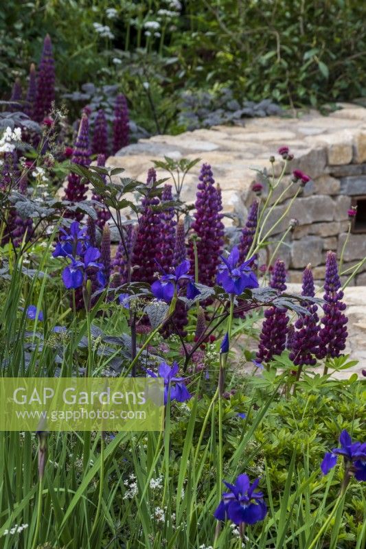 Purple Lupinus 'Masterpiece' in  an early summer border with blue Iris sibirica