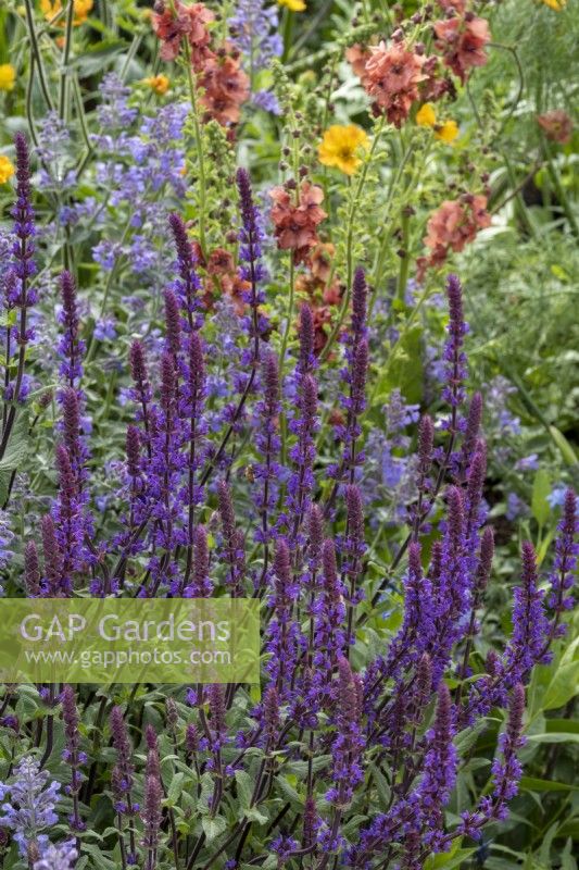 Herbacious perennial border designed with pollinators in mind, plants include Salvia 'Mainacht' and Verbascum