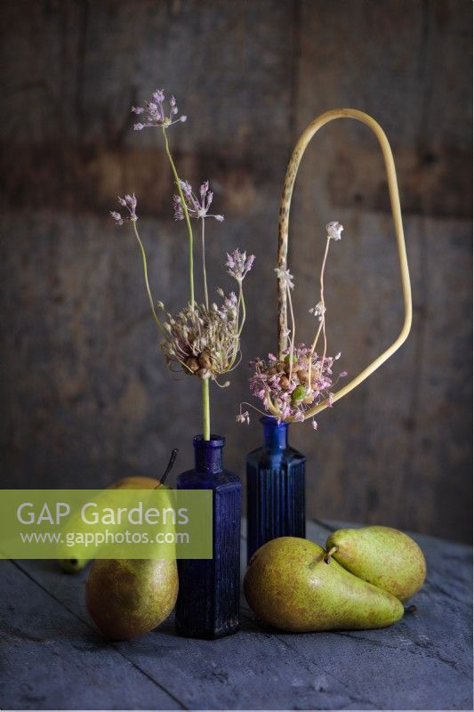 Pyrus communis 'Conference, Conference Pears and Allium schubertii in a still life  arrangement with vintage blue-glass bottles.
