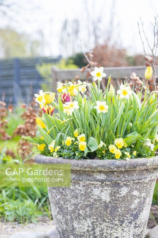 Yellow pansies, Narcissus 'Pueblo' and Tulipa 'Gravota' in large layered container