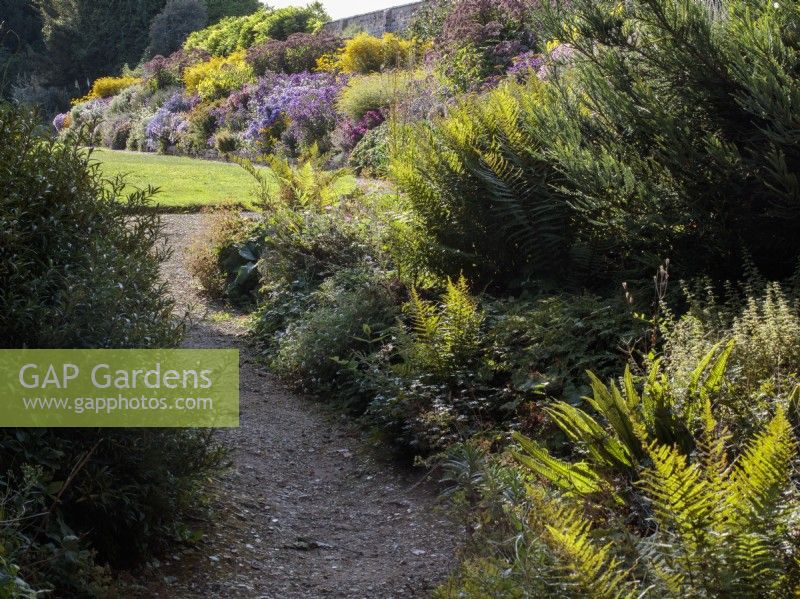 A gravel path lined with ferns offers a view of the Long Border at Waterperry Gardens in late Summer with Asters, Symphyotrichums-Michaelmas Daisies, Helianthus, sunflowers and Solidagos, Goldenrods.