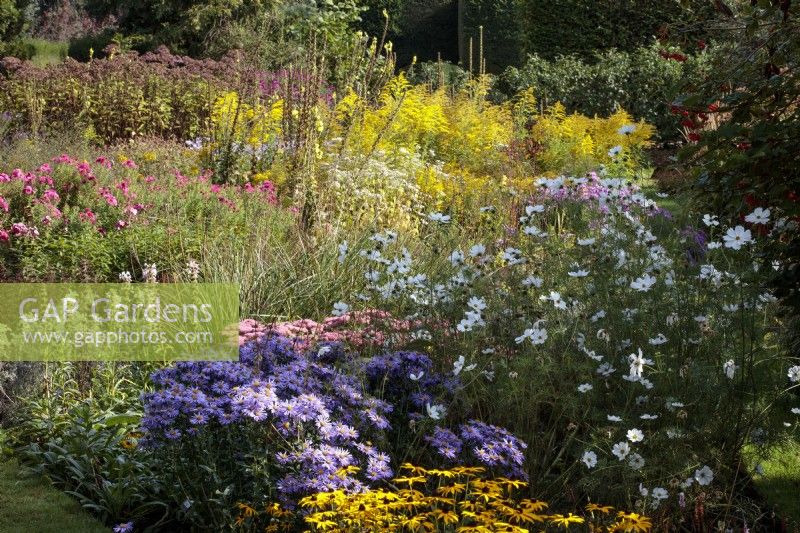 A late summer border with white Cosmos bipinnatus, Cosmos or Mexican aster, Aster x frikartii 'Monch', Hylotelephium,  Sedums, and Solidago, Goldenrod.