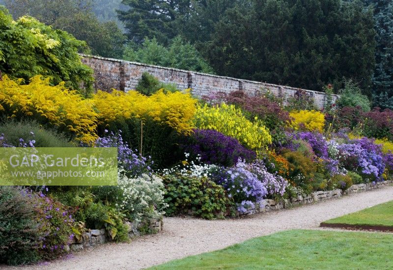 A late summer border at Waterperry Gardens with  Aster x frikartii 'Monch', Symphyotrichum, Michaelmas Daisies, Helianthus 'Lemon Queen', Sunflowers  and Solidagos, Goldenrods.