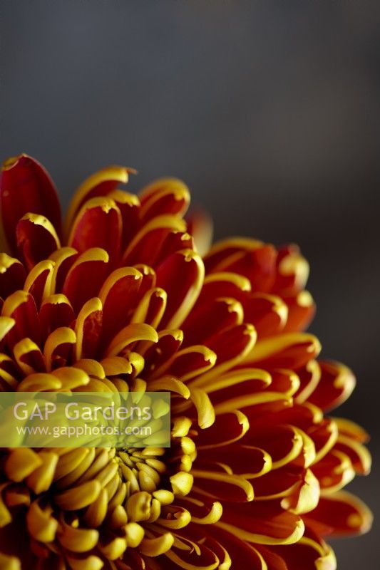 Chrysanthemum 'Allouise Orange'.