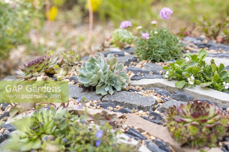 Echeveria elegans in crevice garden