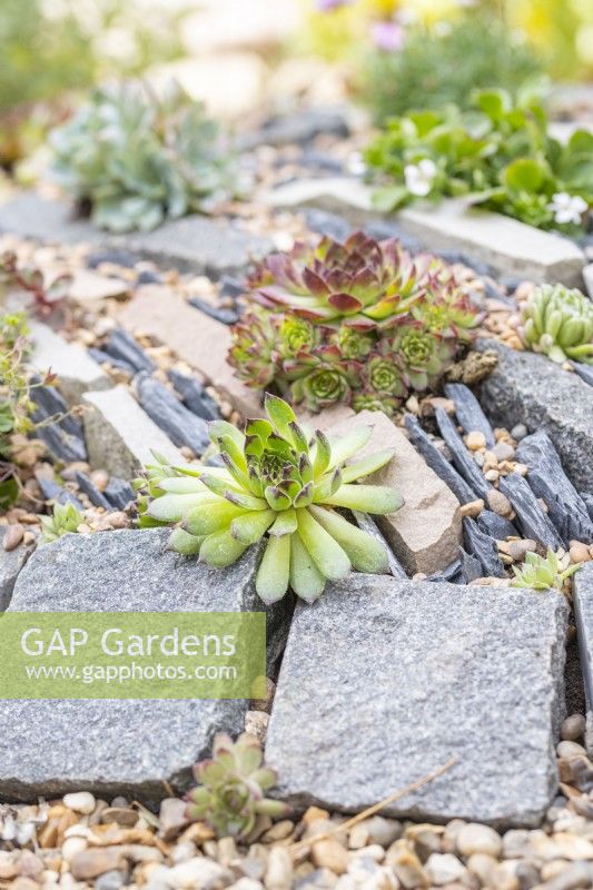 Succulents planted in crevice garden