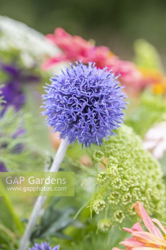 Echinops ritro - Globe Thistle in bouquet