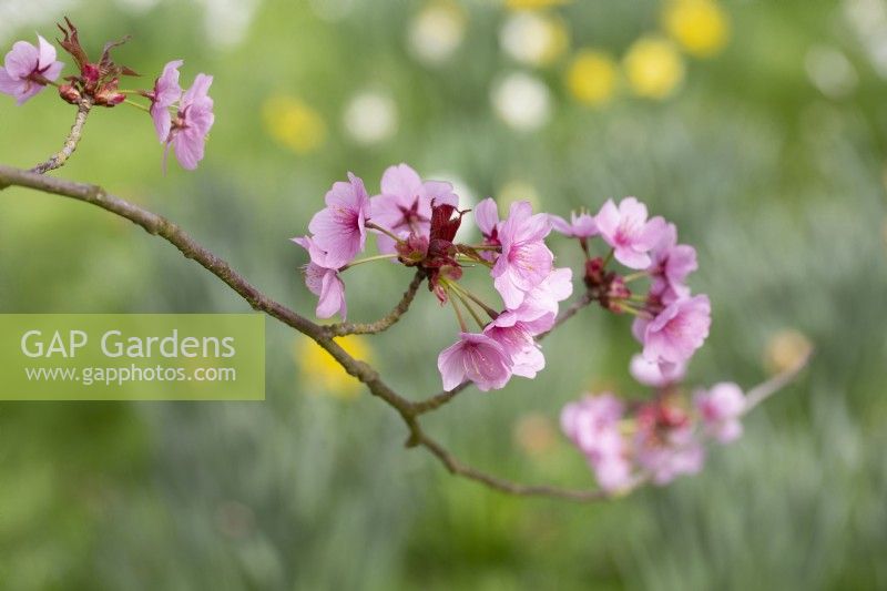 Prunus sargentii - Sargent 's cherry blossom - April