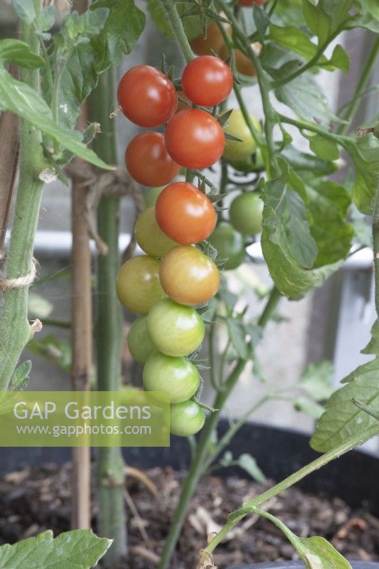 Solanum lycopersicum tomato 'Sweet Million'