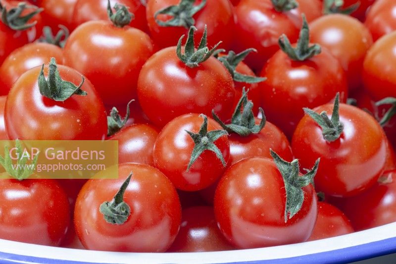 Solanum lycopersicum tomato 'Sweet Million'
