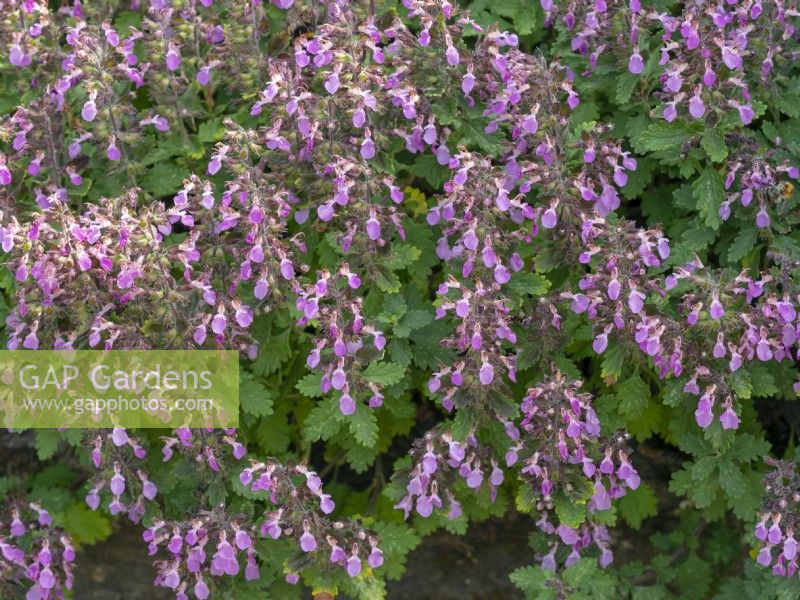 Teucrium chameaedrys - Germander  Norfolk herb garden July