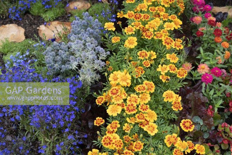 Tagetes x patula, Eryngium and Lobelia - French marigolds and seaholly in the Queen's Platinum Jubilee Jewel Garden flowerbed at Tatton Park Flower show 2022 - Designed by Sarah Green