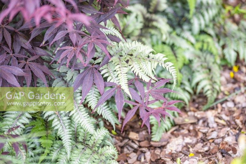 Acer palmatum - Japanese maple with Athyrium niponicum - Japanese painted fern