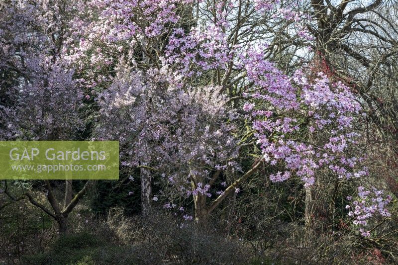 Magnolias at Savill Gardens in Windsor, spring time