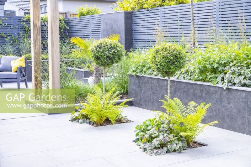 Standard Buxus underplanted with ferns Heuchera