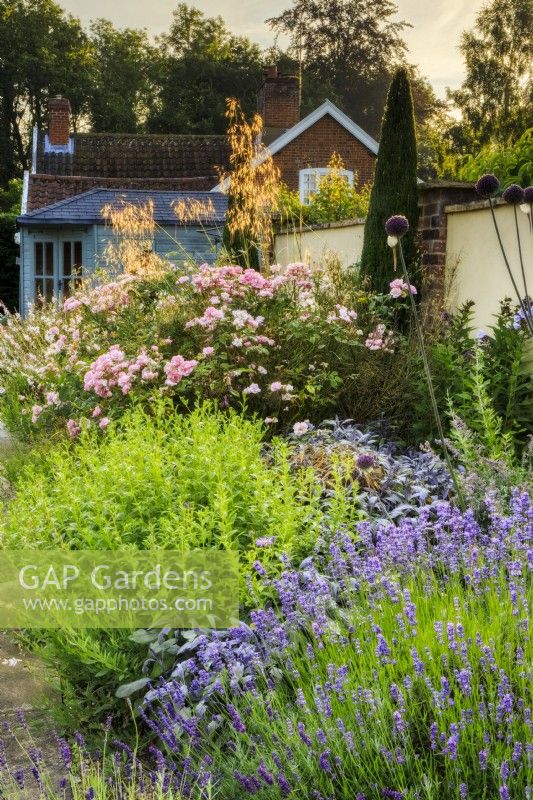 Detail of mixed border as the sun rises behind the surrounding trees. Featuring clipped cypress (Cupressus sempervirens), Lavandula angustifolia 'Munstead', late-flowering alliums, and grass Stipa gigantea.