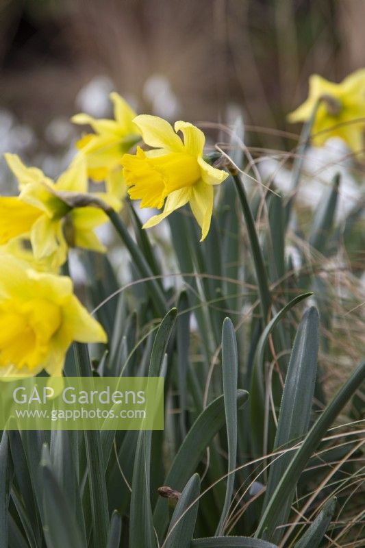 Narcissus 'Rijnveld's Early Sensation' - daffodil - February