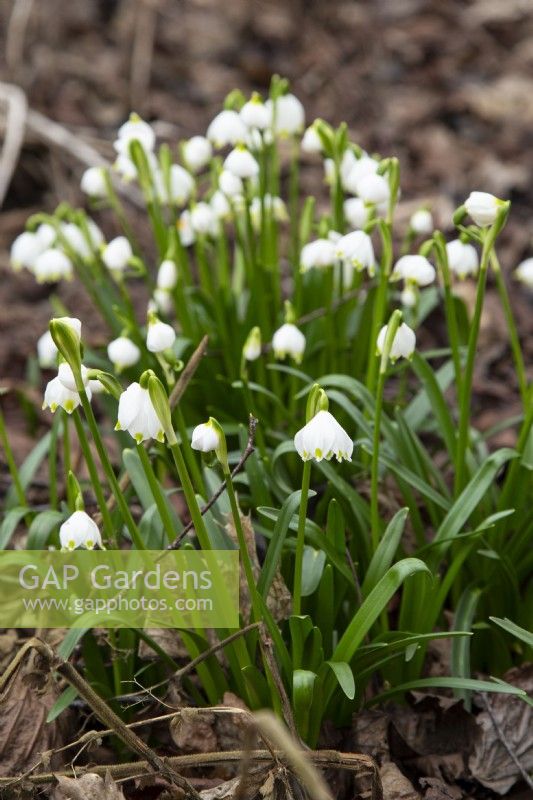 Leucojum aestivum - summer snowflake - February