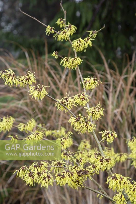 Hamamelis x intermedia 'Arnold Promise' - witch hazel - January