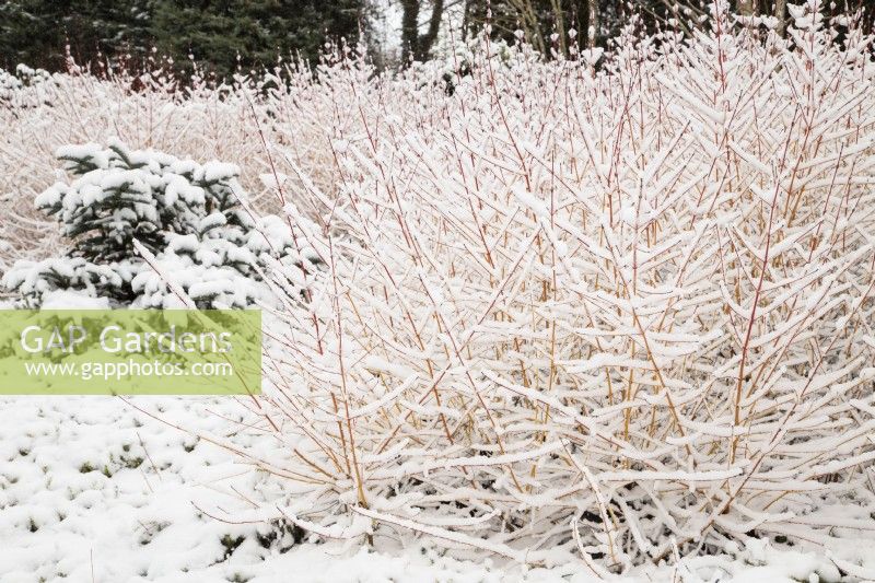 Snow on Cornus sanguinea 'Midwinter Fire' with Abies procera 'Glauca Prostrata' in the Winter Garden at The Bressingham Gardens, Norfolk - February