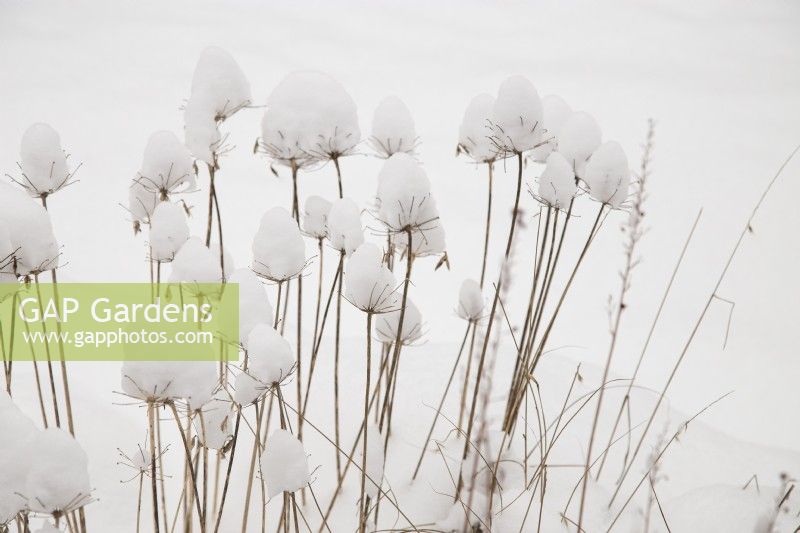 Snow formed on heads of Agapanthus 'Lilliput' - African lily - February