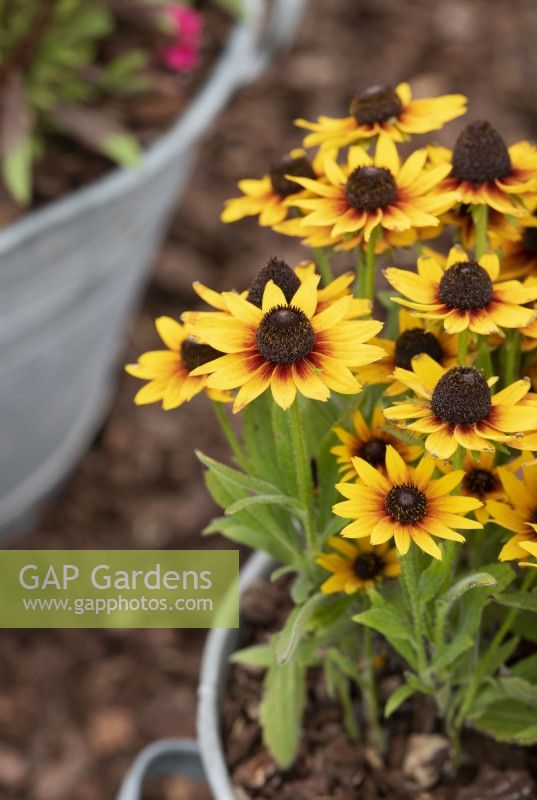 Rudbeckia hirta 'Smileyz Star of Life' - Black-eyed susan