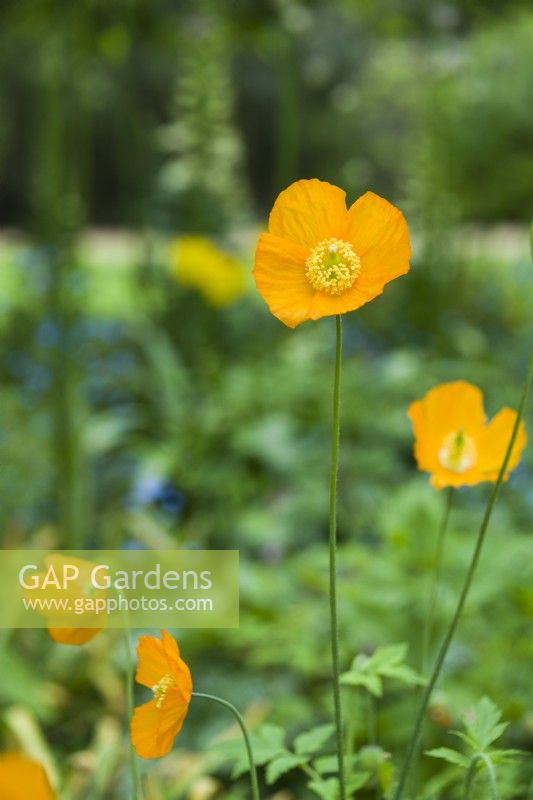 Meconopsis cambrica var. aurantiaca - welsh poppy - May.