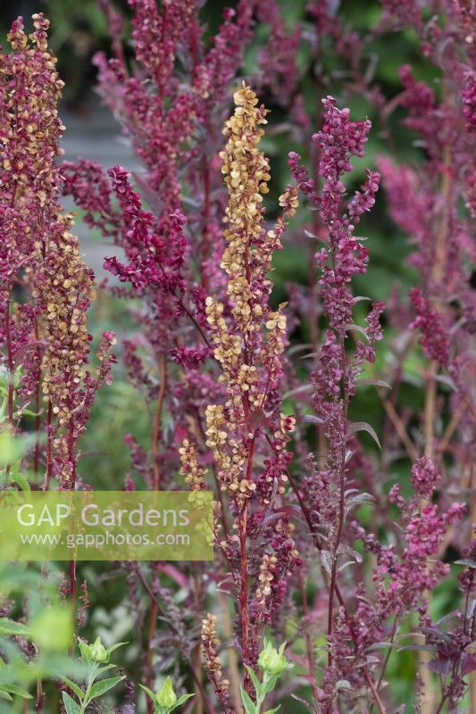 Atriplex hortensis var. rubra - Red orache going to seed