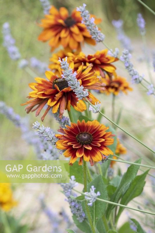 Rudbeckia hirta 'Cherokee sunset' and Lavendula - Coneflower / Black-eyed Susan and Lavender