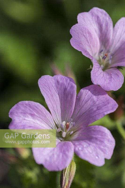 Geranium oxonianum 'Wargrave Pink'