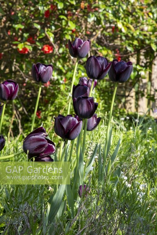 Tulip 'Paul Scherer' flowering in spring 