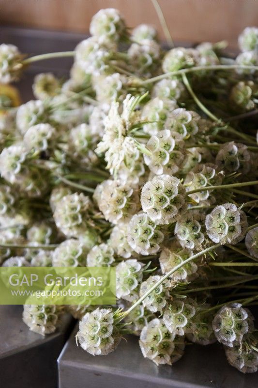 Seedheads of Scabiosa stellata 'Ping Pong' in July