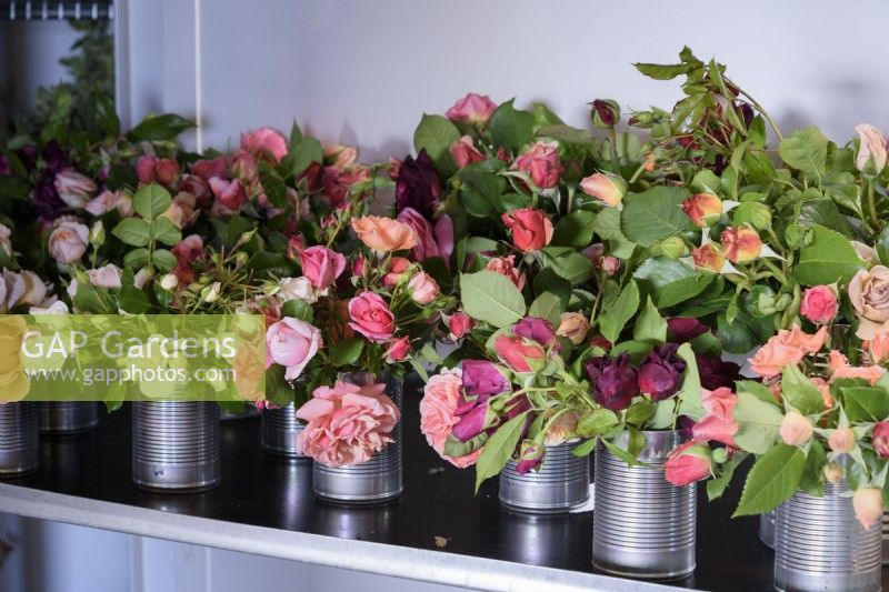 Tin cans of cut roses in the cold store at a flower farm in July