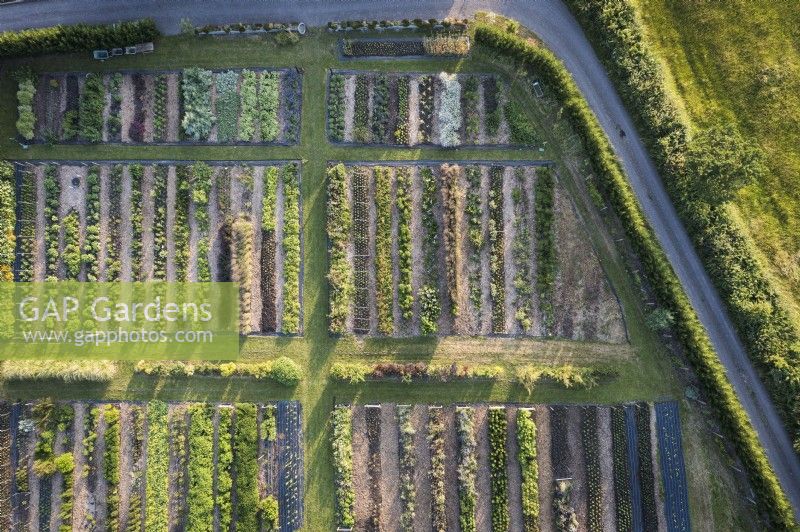 Aerial view of a flower farm in July