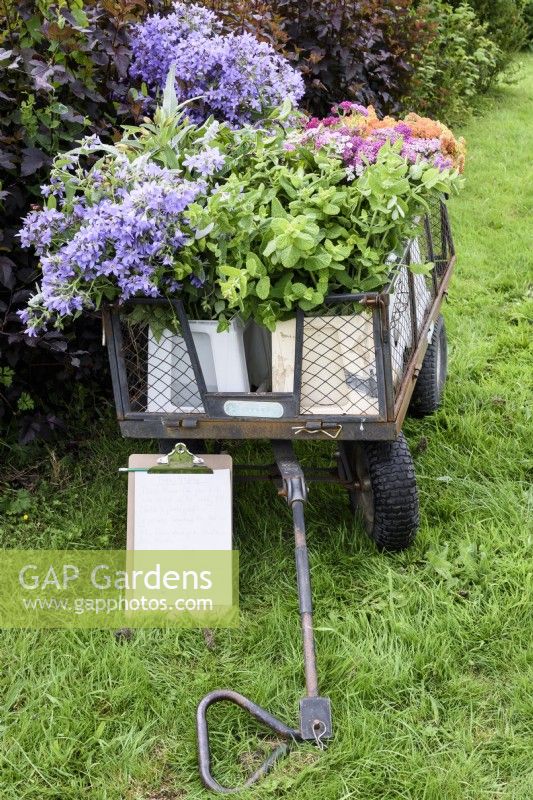 A trolley of freshly cut flowers and foliage at a flower farm in July