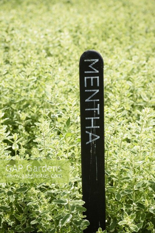 Large black wooden label at the head of rows of plants at a flower farm in July