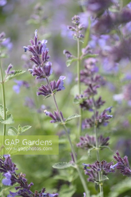 Nepeta, catmint in July