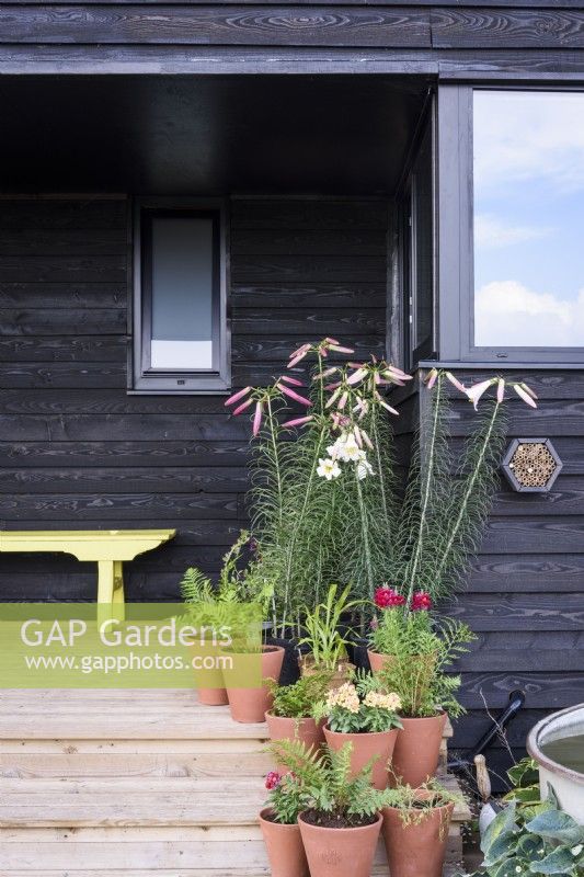 Pot lined steps outside a black shed at a flower farm in July