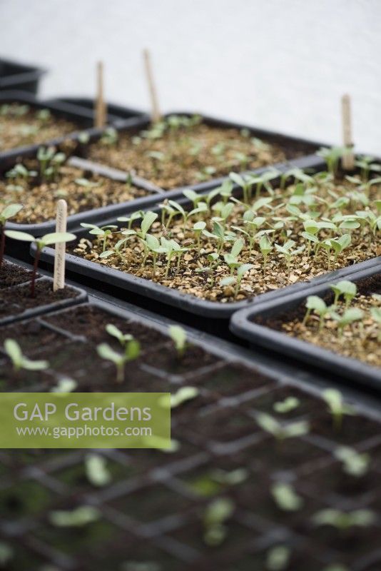 Seedlings in the greenhouse in July