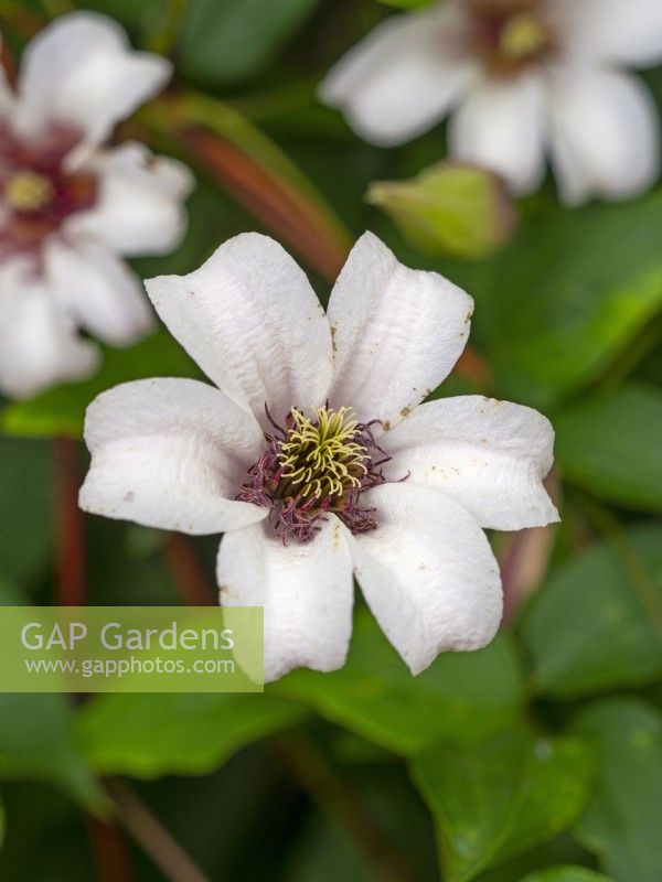 Clematis texensis 'Princess Kate'